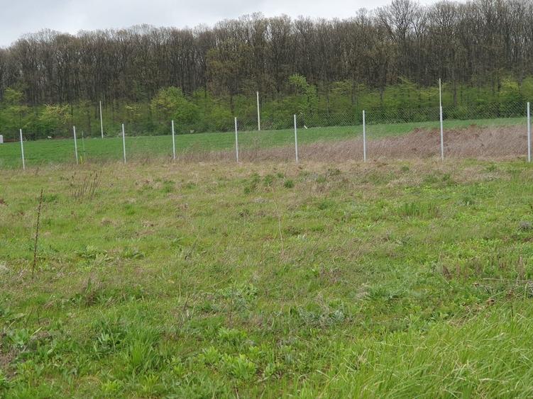 TEREN CONSTRUCTII-INTRAVILLAN-SUPERB-SNAGOV-PADURE-UTILITATI-PROIECT - 1