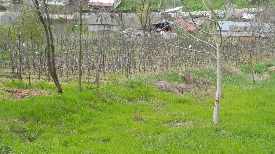 Casa cu teren 1 hectar in sat Roscani, la 40 km de Iasi. - 3