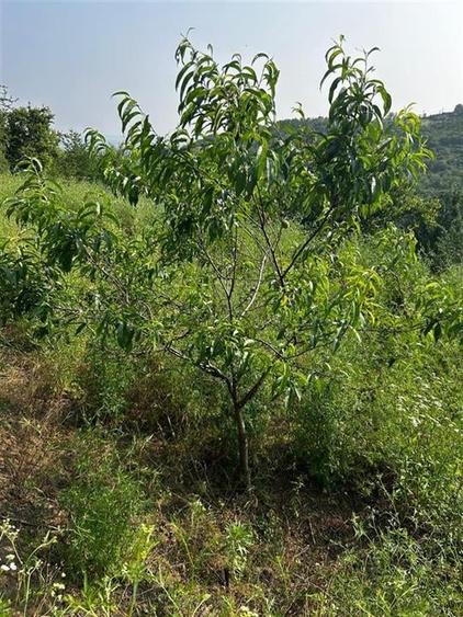 RECO Terenuri intravilane+ Teren Extravilan 8200 mp, Cartier Podgoria - 6