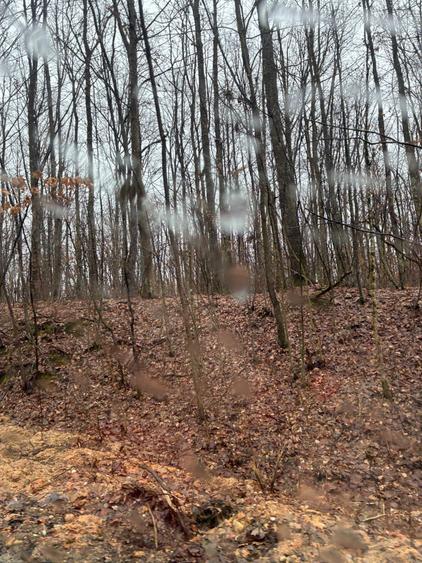 1 Ha Pădure lângă Mănăstirea Șag – Front 100 ml - 1