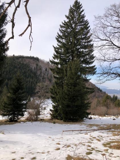 De vanzare  4900 mp teren extravilan Poiana Brasov - 4