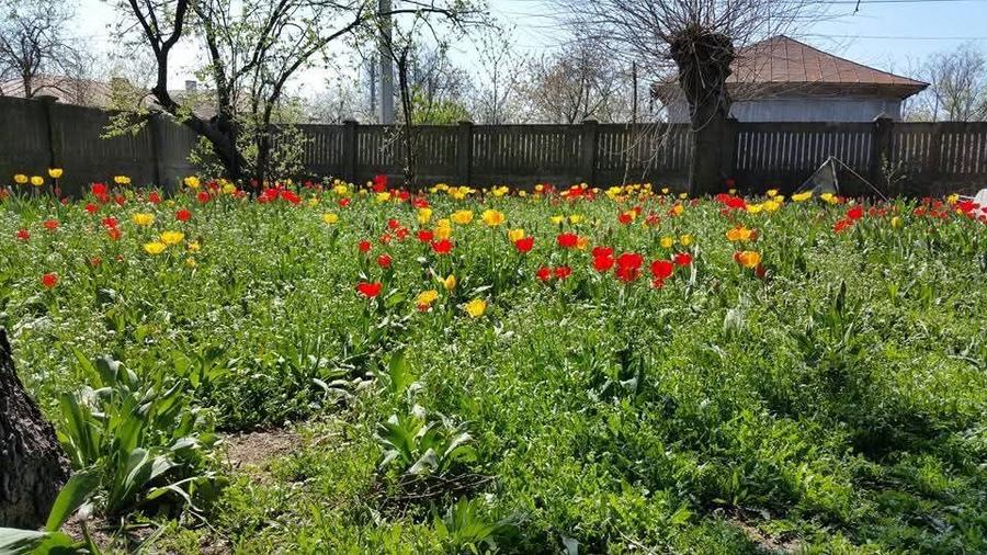 Casa de vanzare 1000m - 3