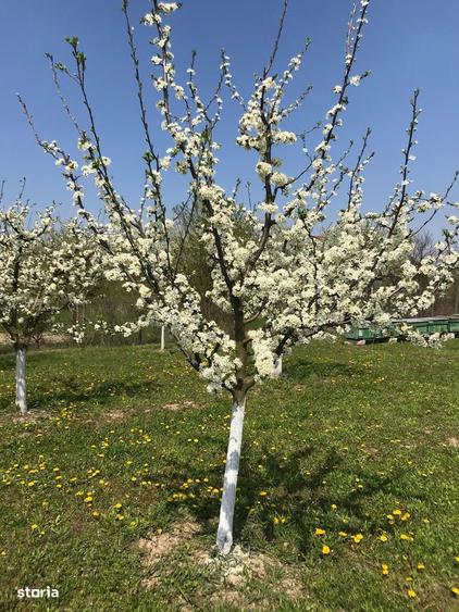 Teren 3000 mp cu pomi fructiferi - 5
