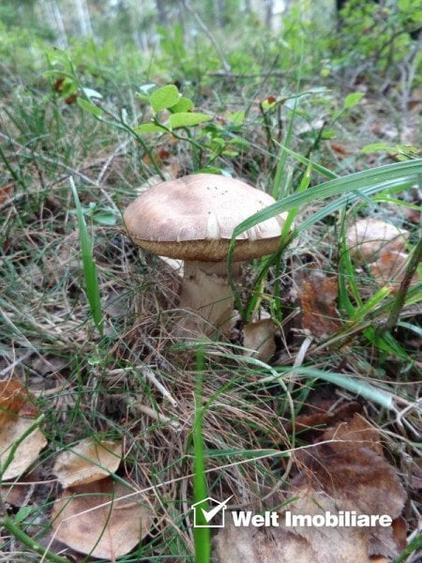 1.6 ha de padure cu poienita, parau la limita curtii, cabana pentru trei familii - 6