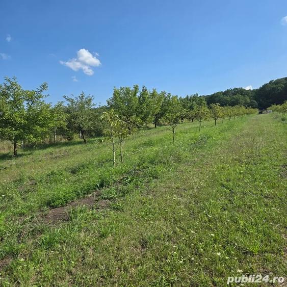 Teren de 7353 mp, în Almașu Mic