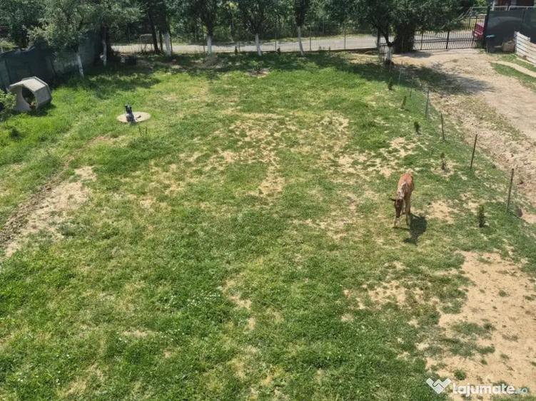 Str. Corbului, casa P+1, 30 ari teren - 6