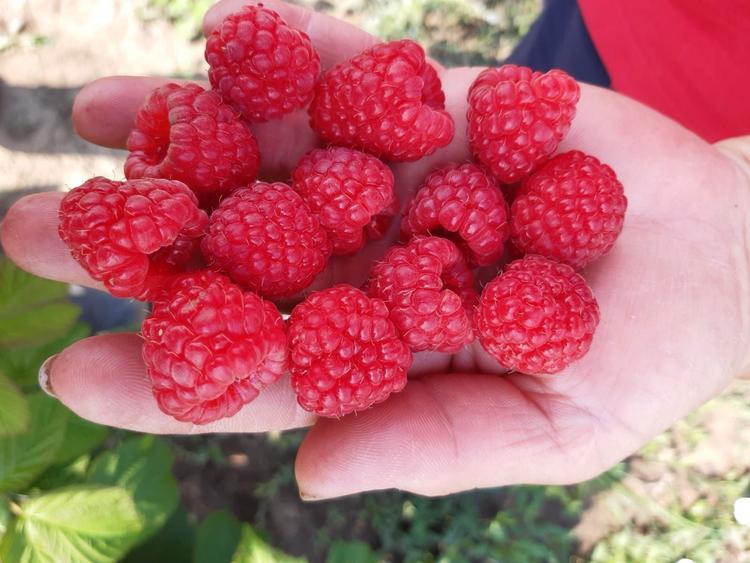URGENT ..Teren agricol Ferma de mure , zmeura si pomi fructiferi - 5