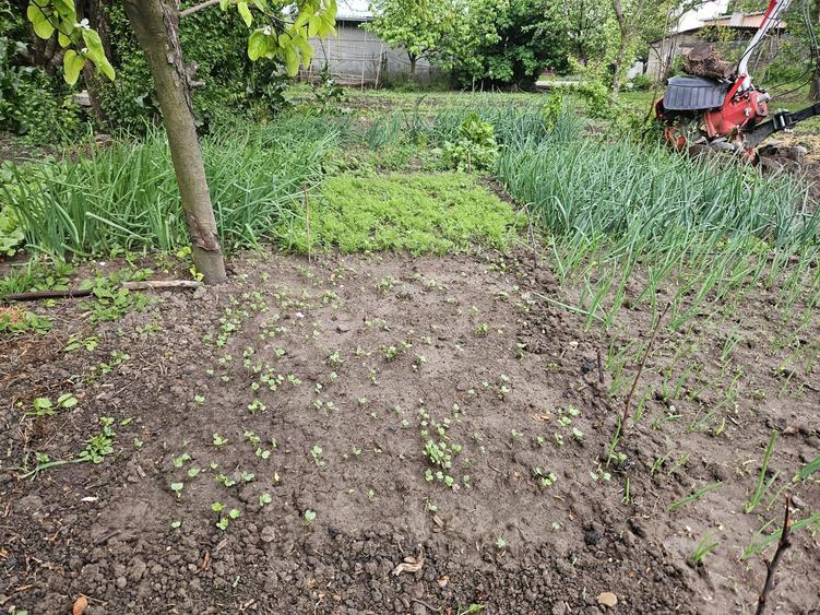 Teren de vanzare - 1