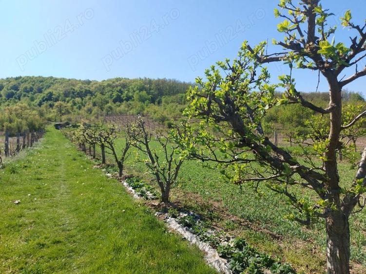 Teren 5,70 ha intravilan+extravilan, Vladimir-Andreesti , Jud.Gorj - 9