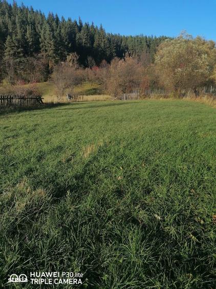 Teren 3.200 mp Sadova Piraul Morii - 10