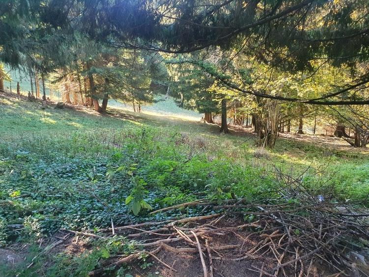 Teren Construcții intravilan de 2000 mp, în Poiana Brașov - 6