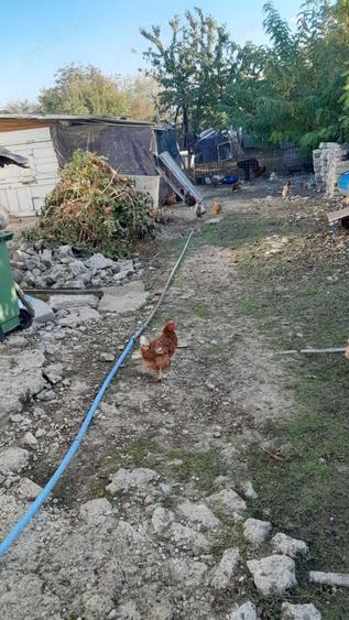 Casa de vanzare str Tepes Voda Nr 82 - 6