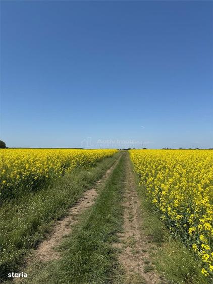 Teren Intravilan - Dascalu - 13500mp - deschidere 34.5mp - 5