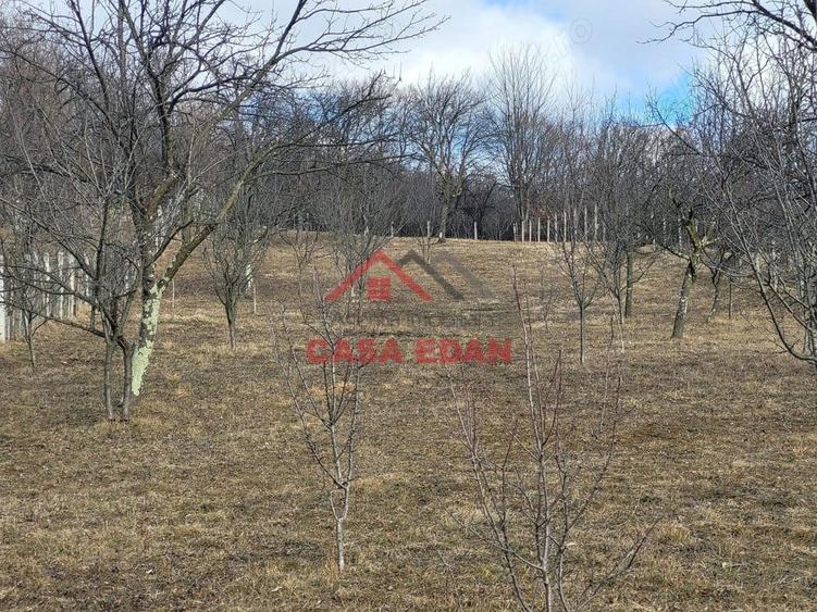 Teren intravilan in Cornu--2991mp--29e - 4