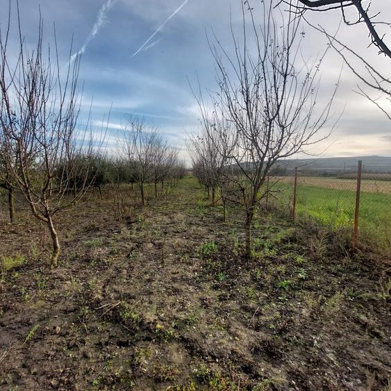 Vanzare teren în localitatea Răscruci - 7