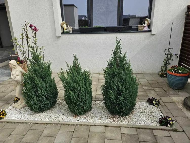 Vand casa deosebita in Selimbar - 9