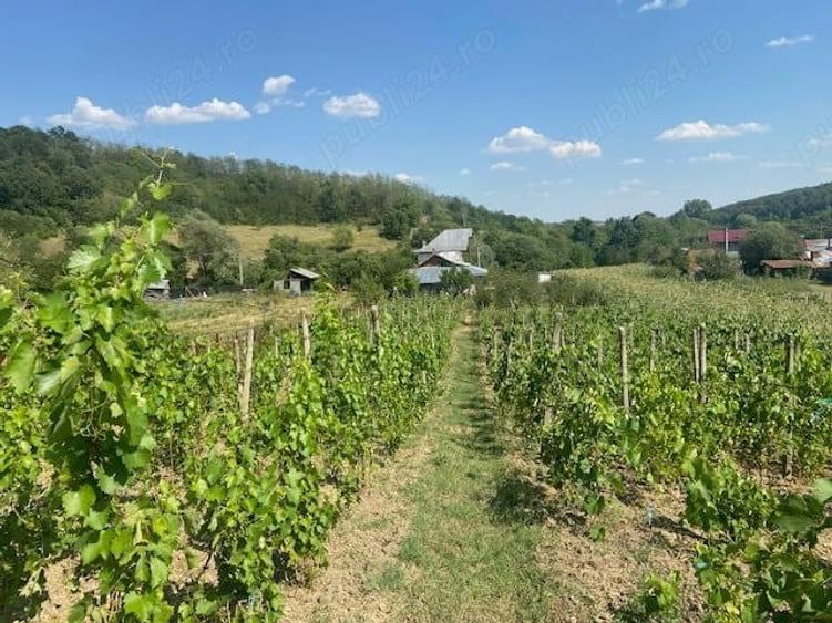 Vand casa Dragasani, Carcadiesti - 5