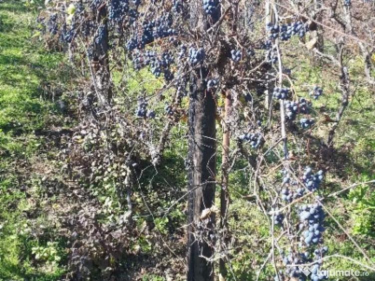 Teren cu vita de vie comuna Cristian judetul Sibiu 500mp - 9