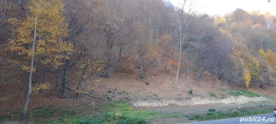 Teren de 9310 mp, în Poiana Mărului