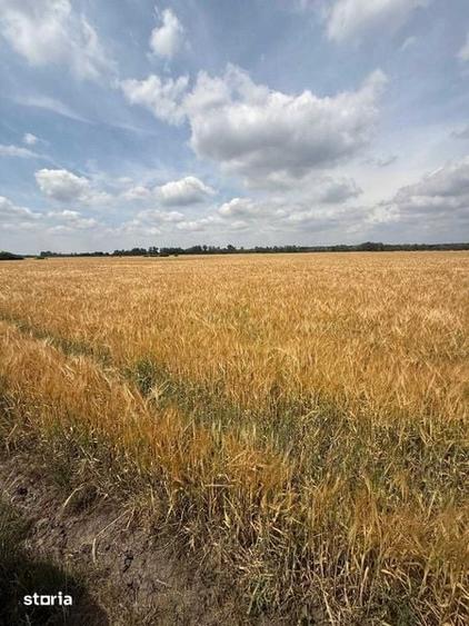 Vand 116 HA teren agricol in judetul Arad - 1