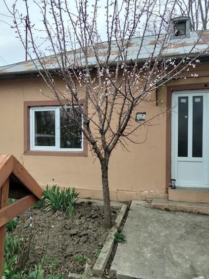 Vand casa Ghizdaru Giurgiu - 4