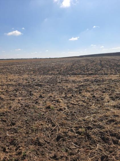 TEREN  EXTRAVILAN 7.802 mp –DOMNESTI, ILFOV - 1