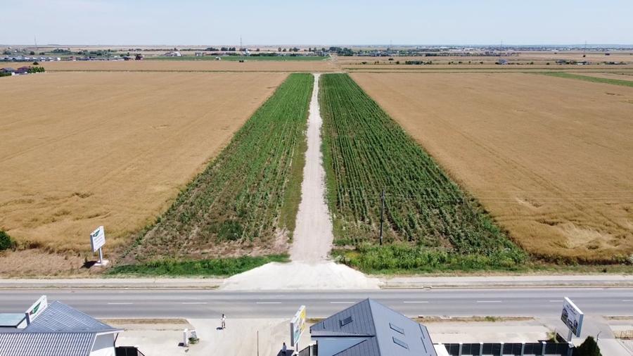 Teren Intravilan In Rate Com Berceni | utilitati: curent, gaz | #MG10 - 4