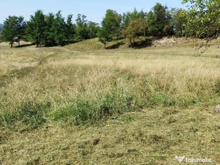 18.000 Mp teren extravilan in jud Sibiu comuna Mihaileni sat ?elcau pret negociabil - 10