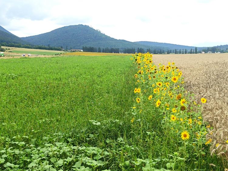 De vanzare - Teren intravilan pentru constructii – 16.500 mp / 0% comision - 17