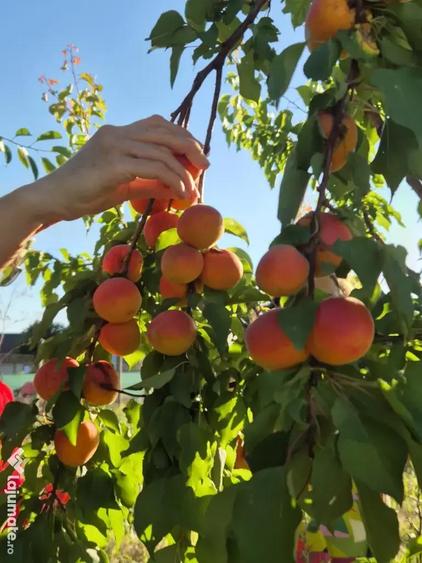 Teren 1000 mp, Oituz (Constan?a) - 9