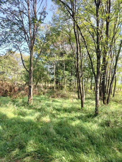 Teren de vanzare Runcu Gorj - 5