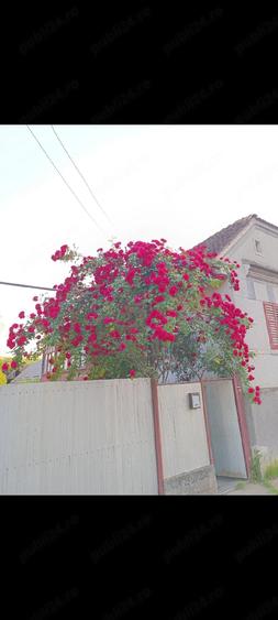 casa de vanzare sau schimb - 4