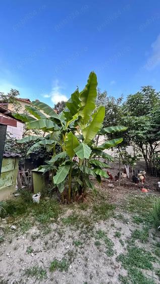 Vand Casa in Boc?a zona centrala - 5