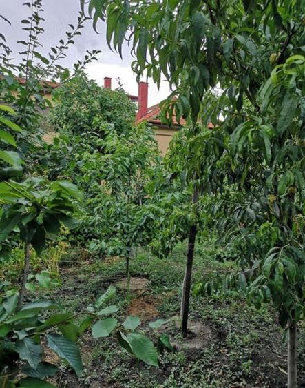 De vanzare casa in zona Mehala cu teren 400 mp - 7