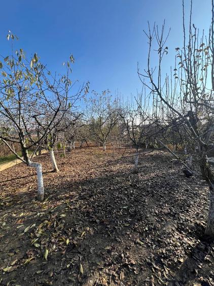 Casa de vanzare in Husasau de Cris, 956mp teren, - 8