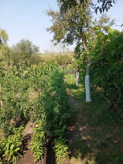 Casa de vinzare urgent la ?ara - 4