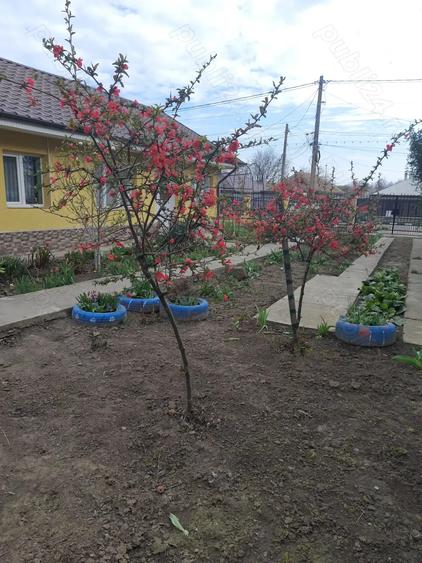 De vanzare, fara schimb - 8