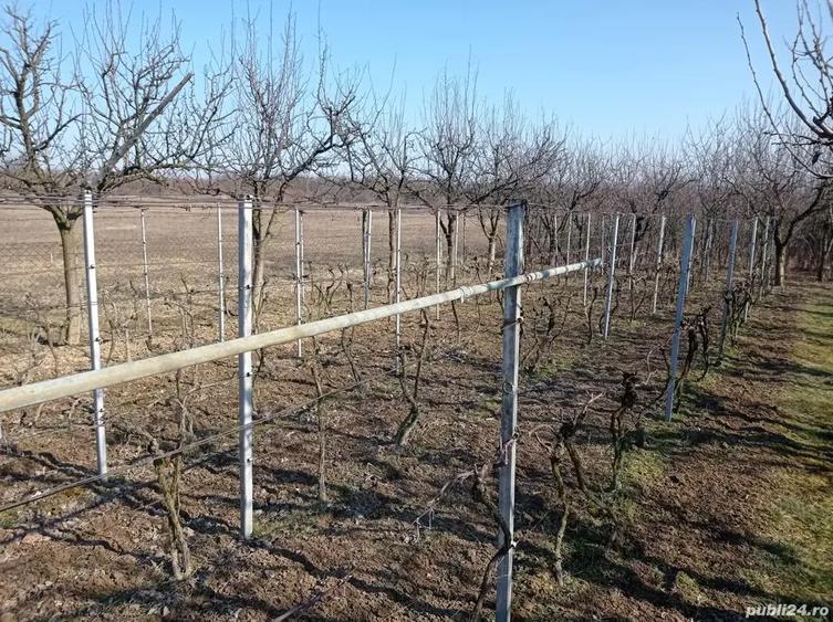 Casa locuibila, cu vie ?i livada - 2