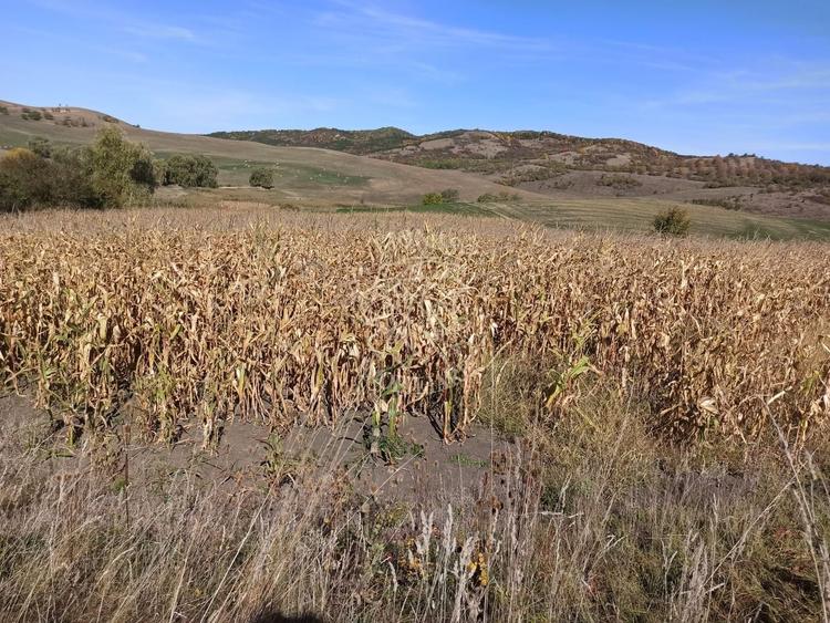 Teren agricol extravilan de 19900 mp, în Teaca