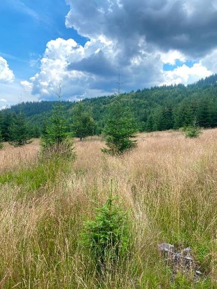 2 terenuri in zona Obarsia Lotrului - 7