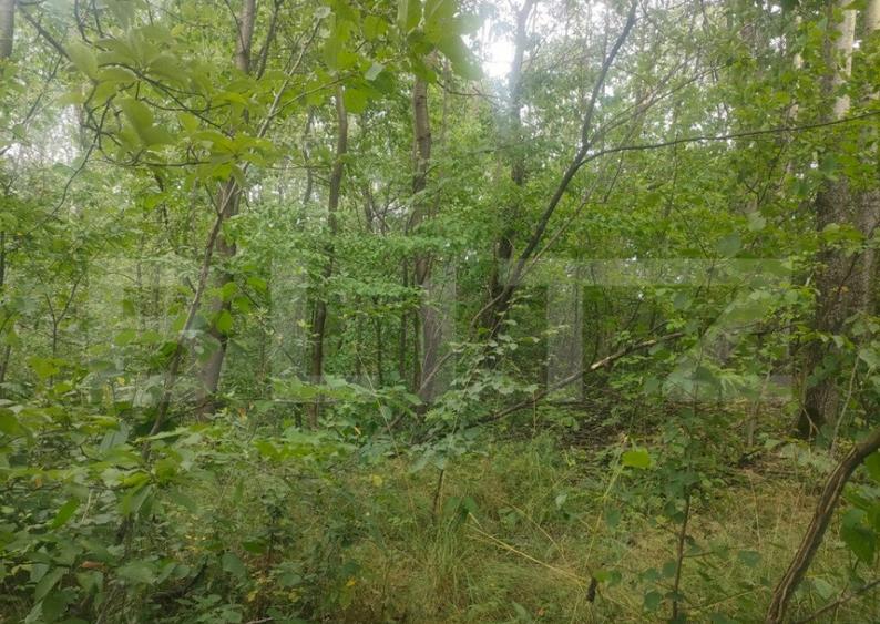 Teren intravilan, 5857 mp, Baltati, Horodnicu de Sus - 8