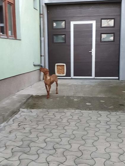 Casă cu 7 camere cu Teren 683 Mp în Elisabetin