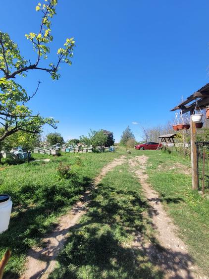 Teren Construcții intravilan de 10680 mp, în Pietreni