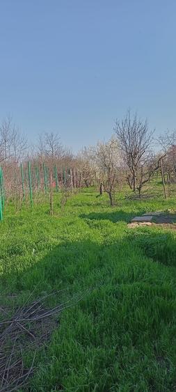 Lilieci Ialomita - 2