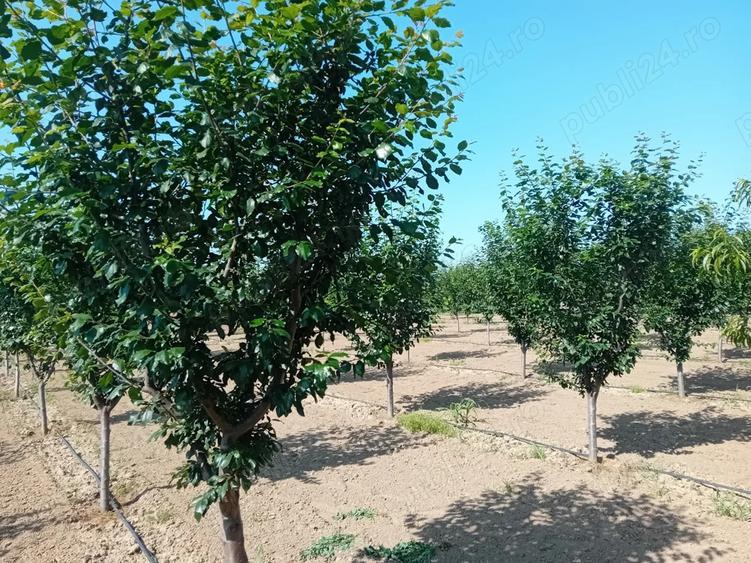 Proprietar vand sau schimb livada - 6