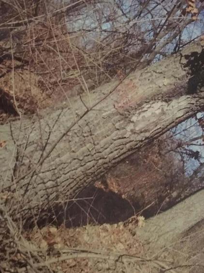 Teren forestier fag stejar - 3