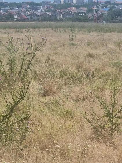 Techirghiol - Teren intravilan - 1