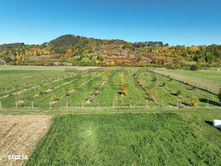 RECO, Teren cu livada de nuci, Zona Auseu, Bihor - 9