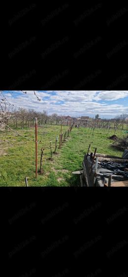 De vanzare proprietate in Com Madaras sat Ianosda - 10