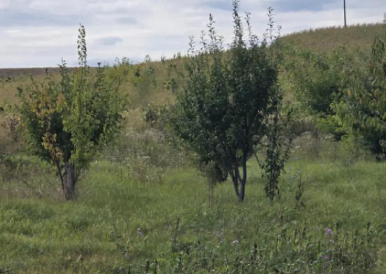 Vila ta in mijlocul naturii | Caciule?ti, dotari moderne - 2